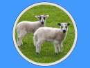 Cute Lamb Edible Icing Image