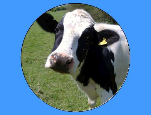 Moo Cow Edible Icing Image - Click Image to Close