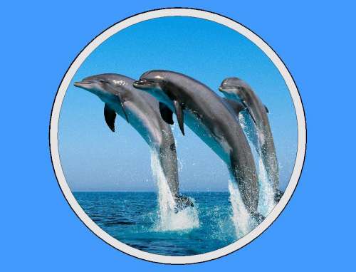 Dolphins Edible Icing Image - Click Image to Close