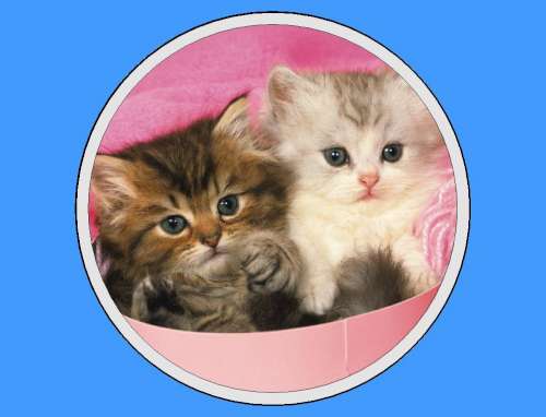 Cute Kittens Edible Icing Image - Click Image to Close