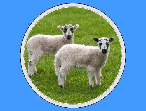 Cute Lamb Edible Icing Image - Click Image to Close